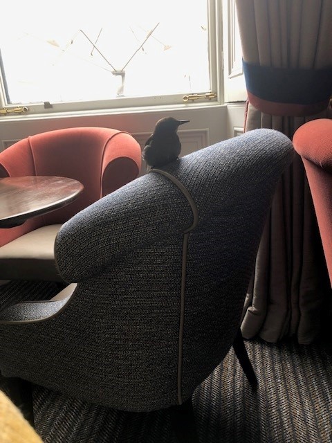 Bird in the Drawing room, P.Sherry